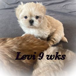 Shih Tzu Puppies from LaDawn’s Little Lions