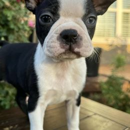 Boston Terriers from Katelyn’s Boston terriers