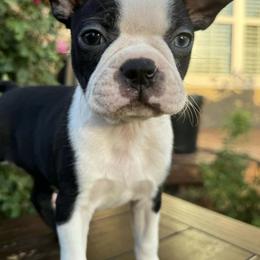 Boston Terriers from Katelyn’s Boston terriers