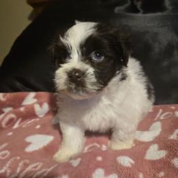 Alvin - Chocolate male Havanese puppy in Columbus, Ohio from Havanese Puppies Columbus