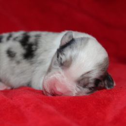 Cover Up - Blue merle male Australian Shepherd puppy in Watkins, Colorado from FoxRest Australian Shepherds