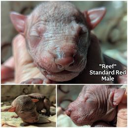 Reef - Red male Xoloitzcuintli puppy in Apple Valley, California from Barefoot Xoloitzcuintle