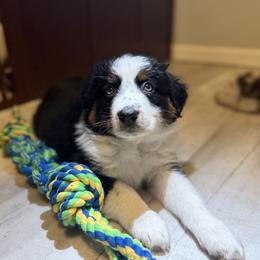 Anchor - Black tri-color male Australian Shepherd puppy in Niles, Michigan from Tara's Australian Shepherds