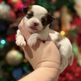 Biewer Terrier and Russian Salon Dog Puppies from Petit Bijou
