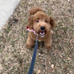 Memphis - Red  male Poodle puppy in Houston, Texas from Golden Life Doodles