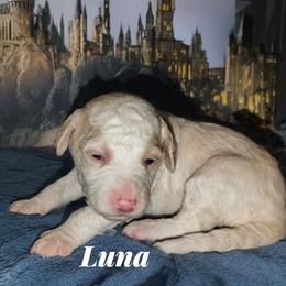 Luna - White female Sheepadoodle puppy in Austin, Texas from Darling Doodles