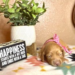 EE cream female - Cream female Dachshund puppy in Winter Haven, Florida from Davidson's Dachshunds