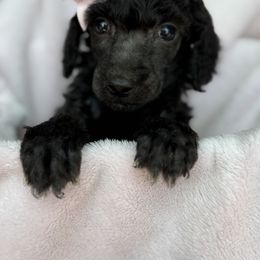 Poodle Puppies from Silver Lining Poodles