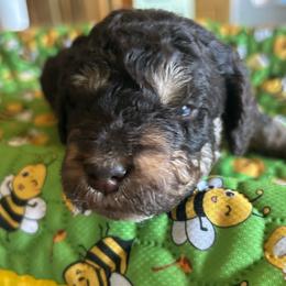 JOEY is 3 weeks old - Brown and tan male Cockapoo puppy in Crawford, Colorado from Saddle Mountain Doodles
