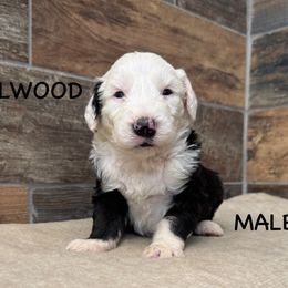 Elwood - Gray and white Old English Sheepdog puppy in Blackfoot, Idaho from What the Fluff Old English Sheepdog