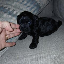 Boy 1 - Black male Cavapoo puppy in Crosby, Texas from Oakdale Cavaliers