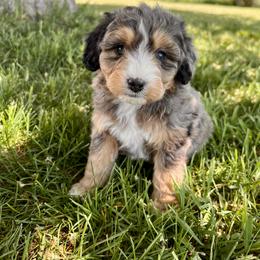 Aussiedoodle and Australian Shepherd Puppies from Junipersdoodles