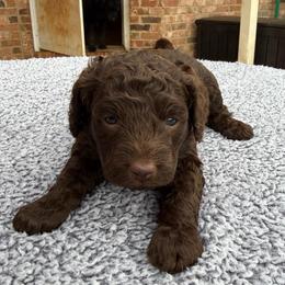 Purple Collar - Brown female Poodle puppy in Huntsville, Alabama from Flint River Poodles
