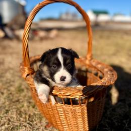 Gray Male - Black and tan male Pembroke Welsh Corgi puppy in La Porte City, Iowa from Cedar River Corgis