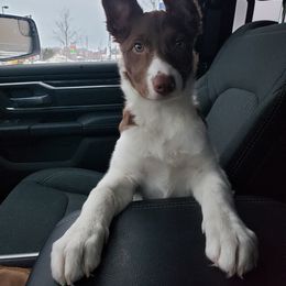 Border Collie Puppies from By Design Farm