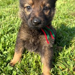 Red green girl - Sable female German Shepherd puppy in Clarkrange, Tennessee from Vom Wolff