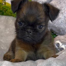 Cali - Red female Brussels Griffon puppy in Litchfield Park, Arizona from Melody Lane Brussels Griffons
