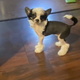 Chihuahua and Chinese Crested Puppies from Western Kentucky Chihuahua’s and Chinese Crested’s