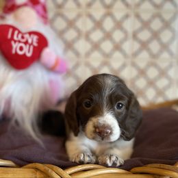Bernadette - Dachshund puppy from AJs Doxies