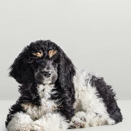 Bernedoodle and Poodle Puppies from Joe’s Poodles & Bernedoodles