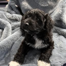 Boy 2 - male Portuguese Water Dog puppy in Wakeman, Ohio from Red River Kennels