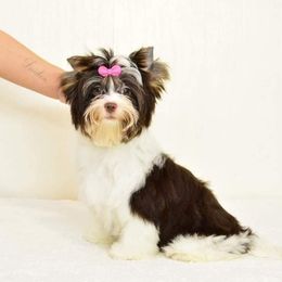 Bonnie - Biewer Terrier