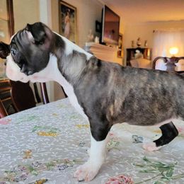 Boston Terrier Puppies from Our Gang Bostons