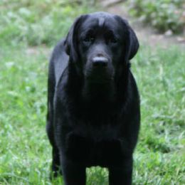 Labrador Retriever All Grown Up from Cedarmarsh Labradors