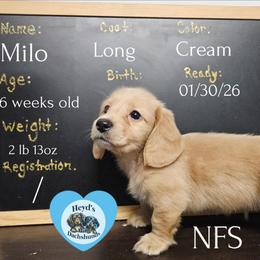 Milo - Cream male Dachshund puppy in Hoquiam, Washington from Heyd's Mini Dachshunds
