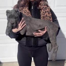 Grey male 2 - Gray male Cane Corso puppy in California from Donato Kennels