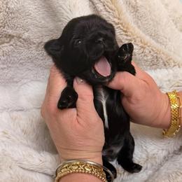 Black with small white spot on chest - Black male Shih Tzu puppy in Citrus Heights, California from The Lion dog Shih Tzu