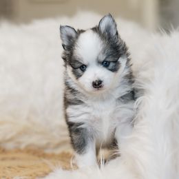 Pomsky Puppies from Hill Tribe Pomskies