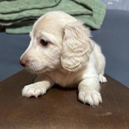Lana - Cream female Dachshund puppy in Excel, Alabama from CJ’s Little Palace