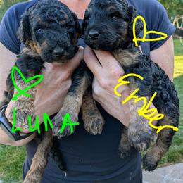 Ember - Black phantom female Aussiedoodle puppy in Yacolt, Washington from Aussiedoodles by Maggie