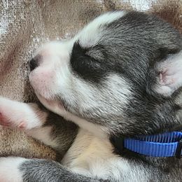 Siberian Huskies from Wild and Wonderful Siberian Huskies