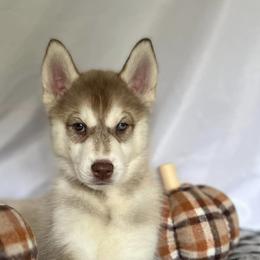 Siberian Huskies from Boon Hill Huskies