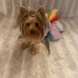 Yorkshire Terrier All Grown Up from Akc Quality Yorkies
