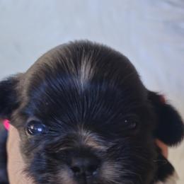 Blaze - Black male Shih Tzu puppy in Peoria, Arizona from Shihtzucircusaz