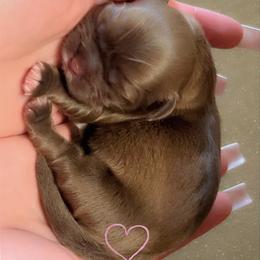 Shih Tzu Puppies from Kaselyn’s puppies