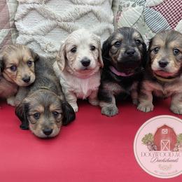 Dachshund Puppies from Dogwood Acre Dachshunds