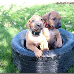Rhodesian Ridgeback Puppies from ApacheRidge Ranch