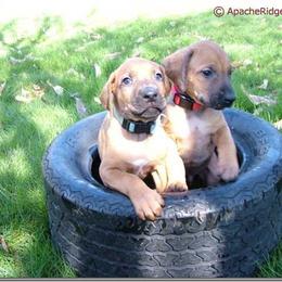 Rhodesian Ridgeback Puppies from ApacheRidge Ranch