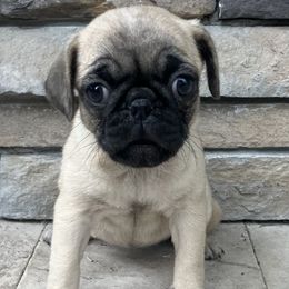 Pugs from Windsorsprings