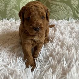 Purple- Collar - Red  female Goldendoodle puppy in Fairmont, West Virginia from Mountainside Doodles, LLC