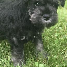Miniature Schnauzer Puppies from Divine Miniature Schnauzers