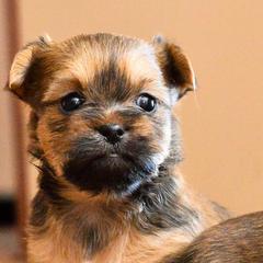 Shih Tzu and Shorkie Puppies from Nana's Happy Pups