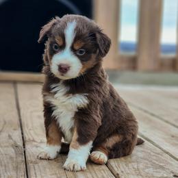 Full Tail - Sabelle - Red tri Miniature Australian Shepherd puppy in Mc Alester, Oklahoma from Angel's Aussies