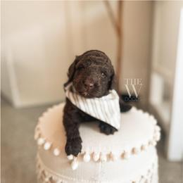 Camper - Chocolate male Goldendoodle puppy in Soddy Daisy, Tennessee from The W Doods