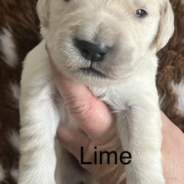 Lime - Light golden male Golden Retriever puppy in Jesup, Georgia from Painted Platinum Retrievers (Painted Platinum Kennel) PPK