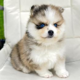 Miles - Merle male Pomsky puppy in Michigan from Blue Water Pomskies